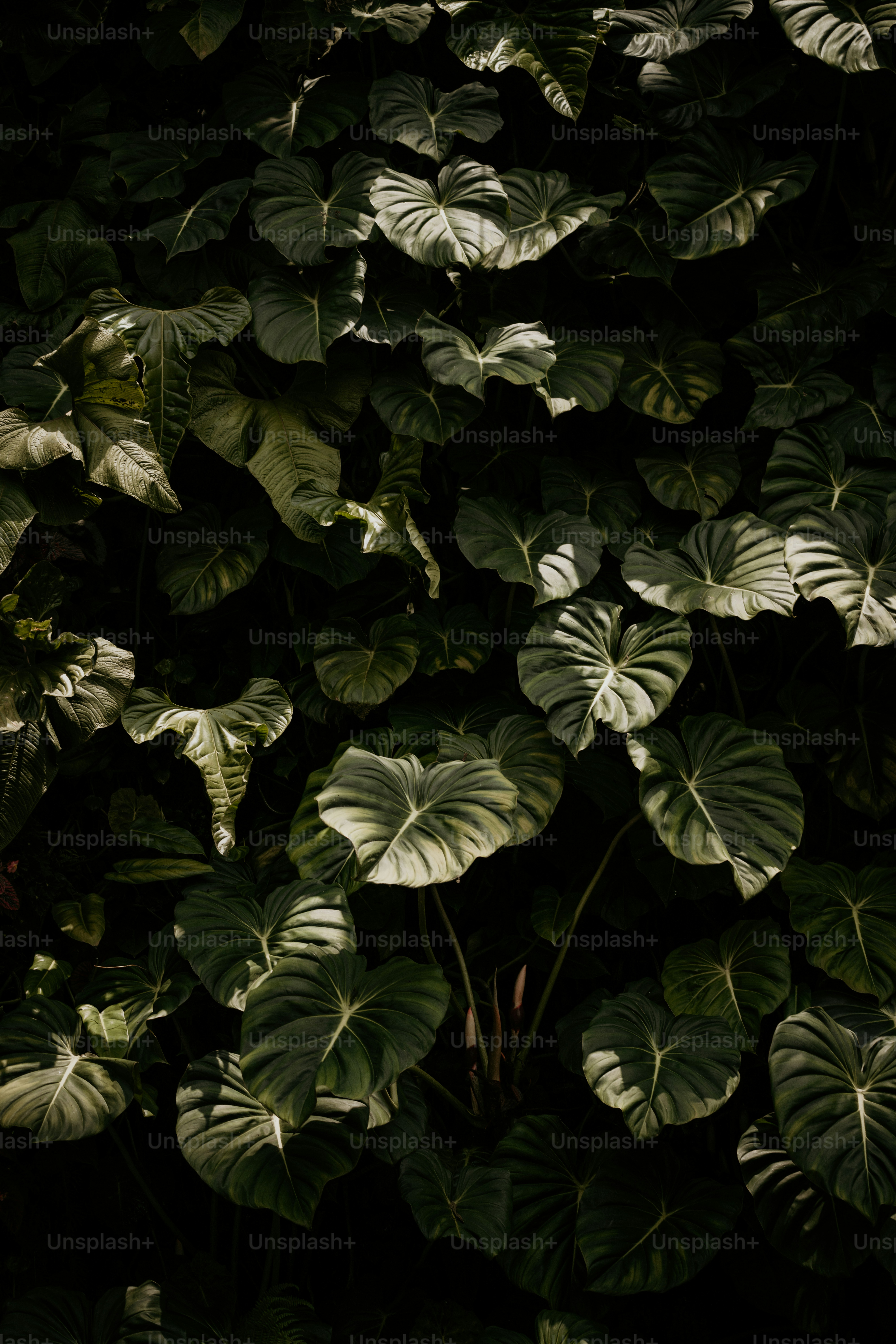 A large green plant with lots of leaves